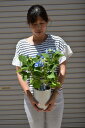 2023年6月に開花アジサイ ブルースカイ 【アジサイ鉢植】7月以降のお届けは、開花が終了しており、剪定後の状態でのお届けになります