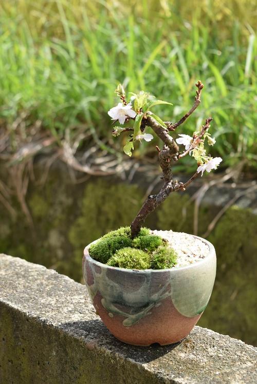 冬にも咲く桜十月桜盆栽二期咲き桜十月サクラ信楽鉢入り十月桜盆栽　二期桜盆栽