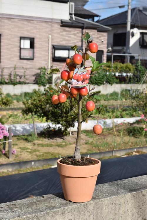 父の日のプレゼントにおすすめの実付きりんごお誕生日のプレゼントにとても縁起の良いりんごです　2024年プレゼントに 長寿の思い ギフト鉢植りんご家で手頃に果樹栽培りんご【長寿紅りんご】10月〜11月頃実が赤くなりプレゼントにりんごの鉢植え長寿紅リンゴ鉢植え