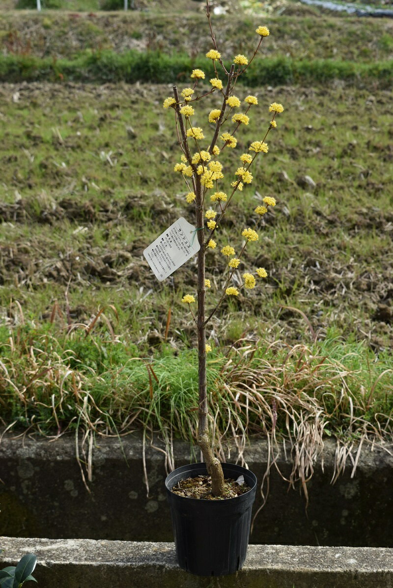 2024年花芽有大実サンシュユ苗　ショリコ山茱萸（サンシュユ）さんしゅゆ苗