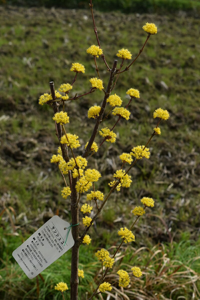 しっかりとしたおすすめの2024年3月頃開花苗花芽有サンシュユ苗　ショリコ山茱萸（サンシュユ）さんしゅゆ苗