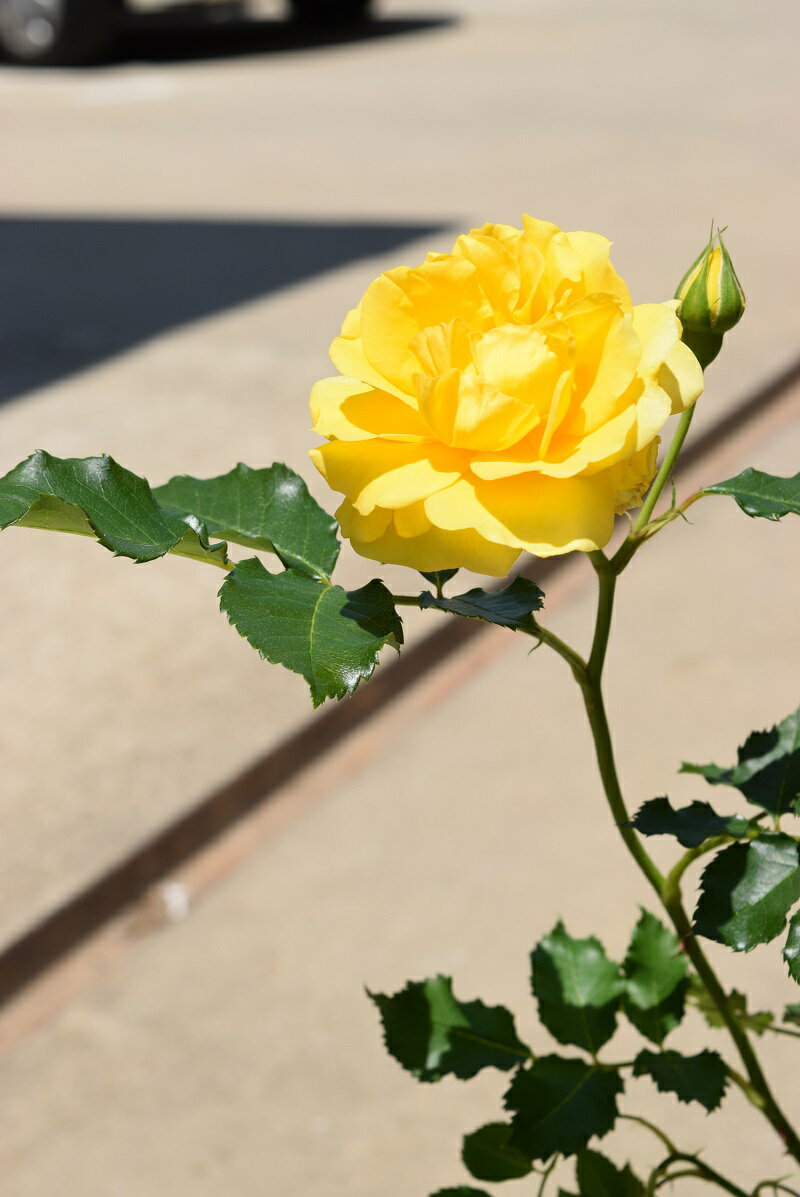 注意 黄色いバラの花言葉はジェラシー 品種 本数ごとの意味を解説 暮らし の