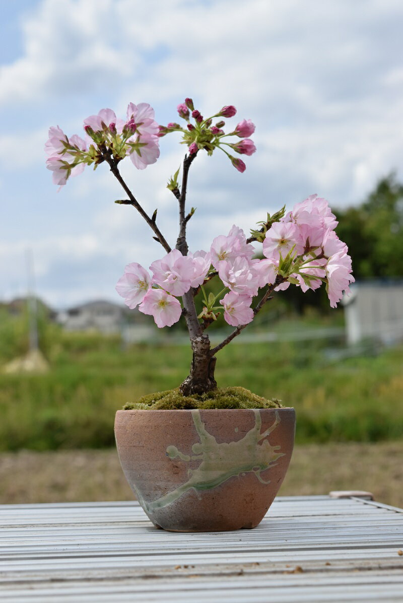 2023年4月にさくらでお花見これで今年はお花見しよう【桜盆栽】サクラ盆栽 自宅でお花見　桜　盆栽　自宅でお花見　さくら盆栽の桜ベランダでもリビングでも桜を見る盆栽