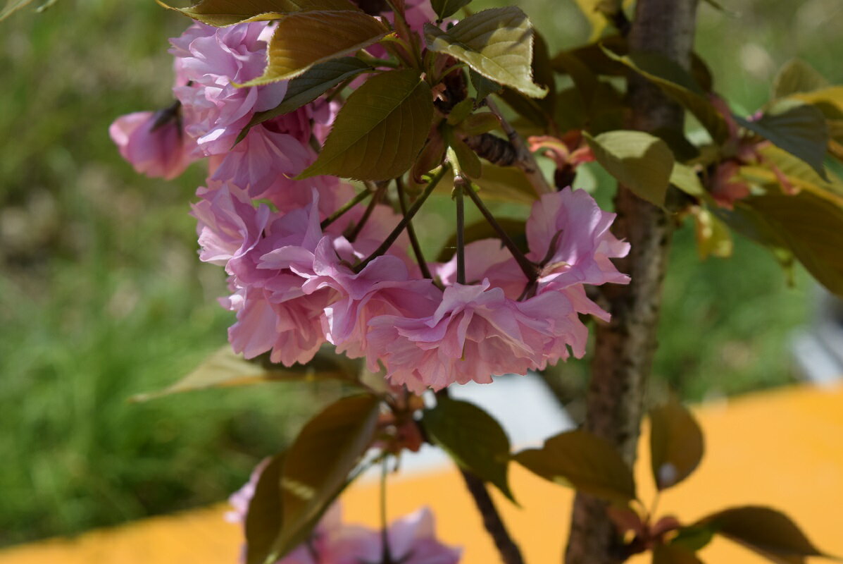 2025年4月開花予定楊貴妃桜苗桜苗さくら苗八重桜苗鉢植えでも育てる事ができます