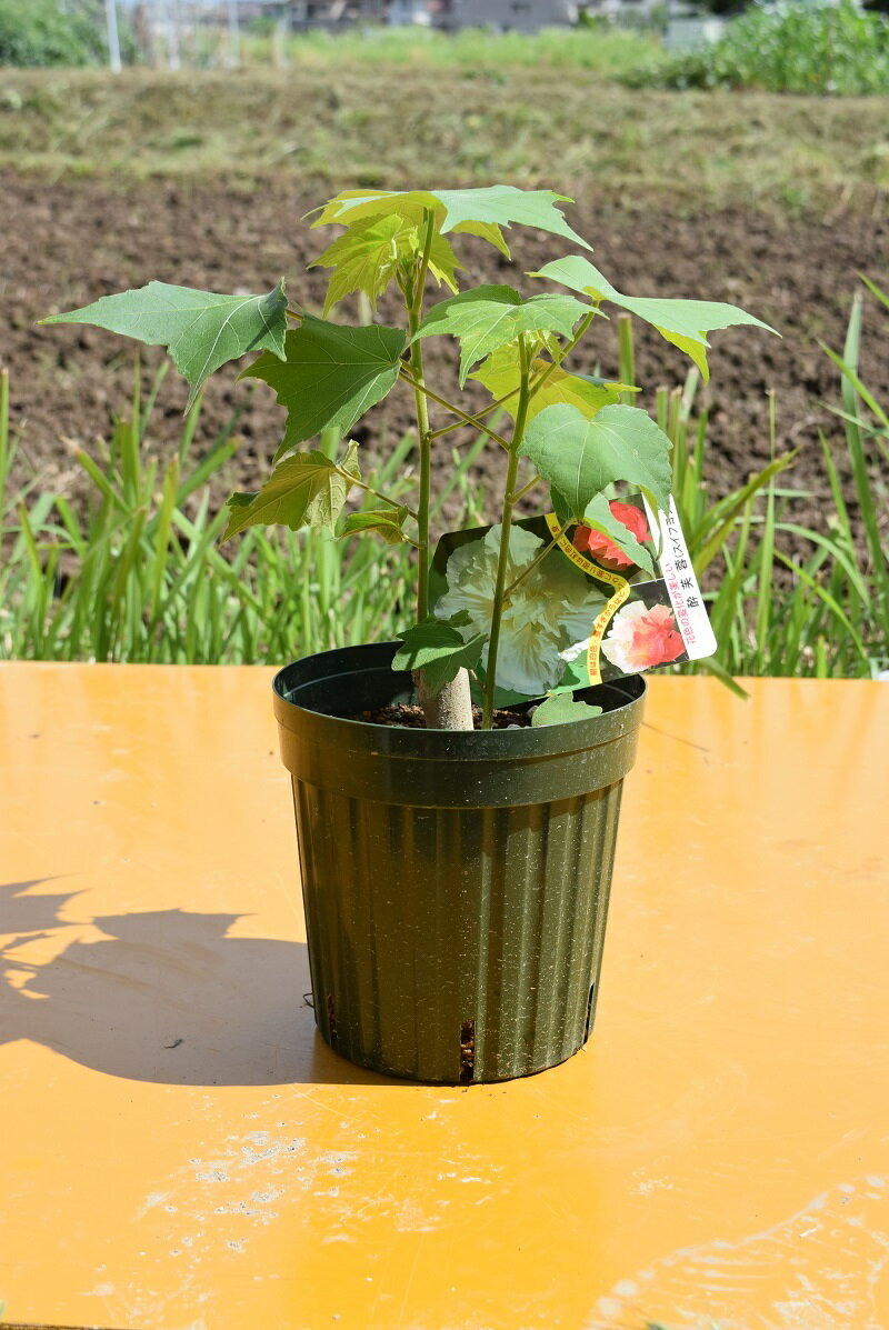 2024年苗酔芙蓉苗7月から8月開花見込み　　スイフヨウ苗 6号サイズのサムネイル