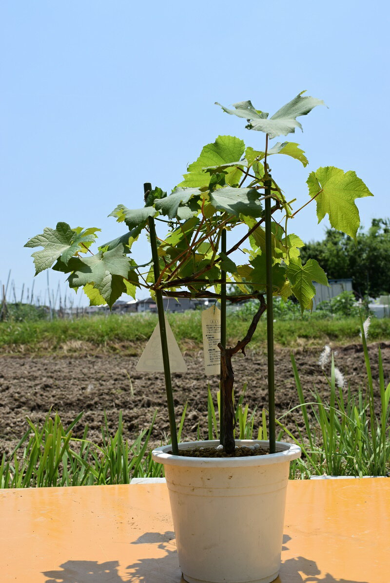 2023年デラウェアー鉢植え葡萄育ててぶどうが食べれます。 ブドウ デラウェア