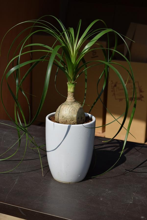 楽天市場】トックリラン(高さ(植物)~ 70.9cm)(観葉植物 楽天市場】トックリラン(高さ(植物)~ 70.9cm)(観葉植物
