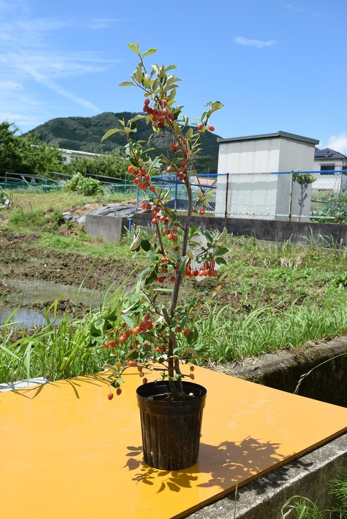 自宅で始めるぐみ果樹苗2025年接ぎ木3年びっくりグミ苗 ビックリグミ苗大王茱萸