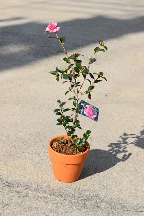 楽天市場】鉢植え さざんかの通販 楽天市場】鉢植え さざんかの通販