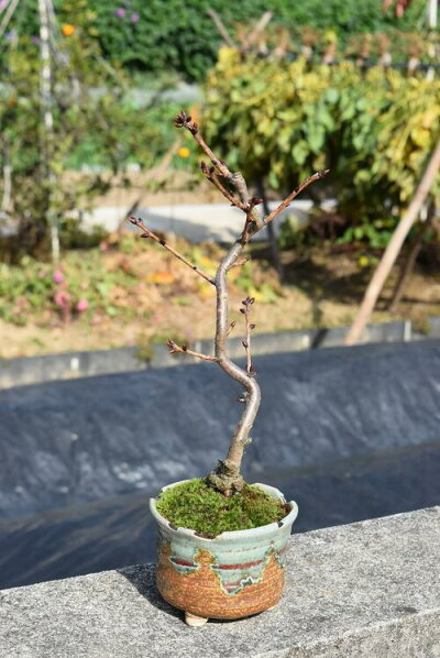 楽天市場 桜盆栽 21年4月末頃開花桜 盆栽 楊貴妃桜盆栽八重咲桜盆栽4月中頃に開花の桜盆栽となります 桜盆栽海外でも Bonsai ボンサイと言います 八重桜盆栽 園芸百貨店何でも揃うこぼんさい 楽天市場 桜盆栽 21年4月末頃開花桜 盆栽 楊貴妃桜盆栽八重咲桜盆栽4月中頃に開花の桜盆栽となります 桜盆栽海外でも Bonsai ボンサイと言います 八重桜盆栽 園芸百貨店何でも揃うこぼんさい