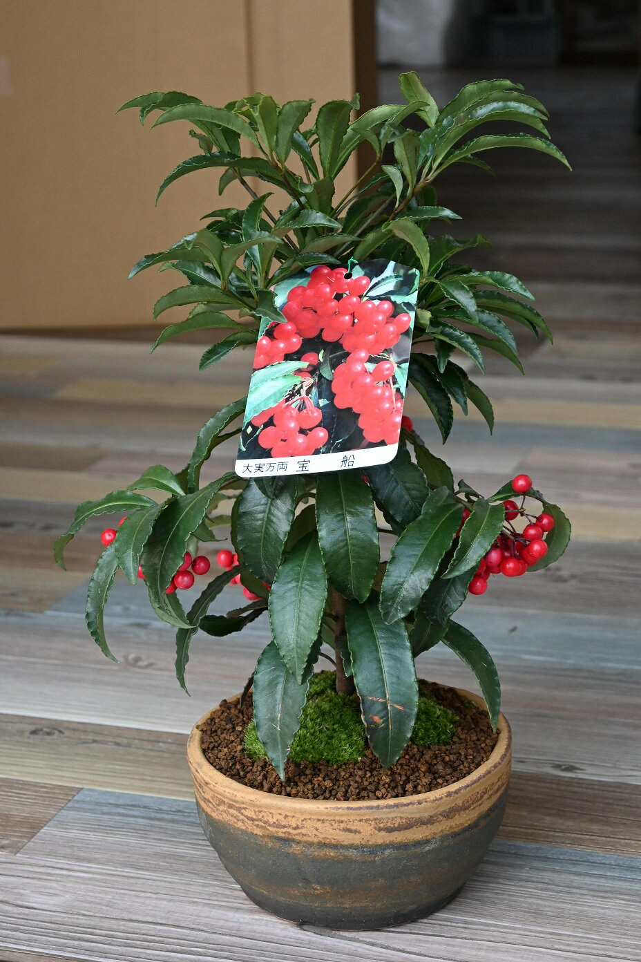 万両　福包　斑入り　５号鉢つき　変わり葉❗ fukumimi 万両 福包 斑入り 5号鉢つき 変わり葉❗ 万両 福