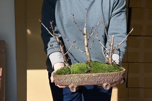 3種森サクラ盆栽：桜の方舟桜盆栽豪華桜3種桜寄せ植え桜盆栽　