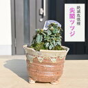 2024年開花 尖閣つつじ鉢植えミニ盆栽 センカク つつじ絶滅危惧種 希少