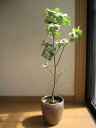 母の日プレゼントに白色の花が咲くハナミズキ 2025年5月に開花のクラウドナイン白花花水木ホワイトのハナミズキシンボルツリー 【ハナミズキ 鉢植え】 贈り物に...