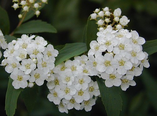 4月に桜のあとに純白の球状花を咲かせ雪柳より花は大きい　　白い香のようにほのかな香枝いっぱいに花をつけ枝は花の重みで垂れ下がります。【盆栽】 【こでまり】