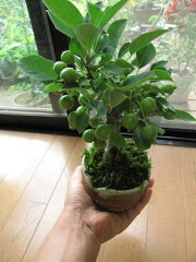 https://thumbnail.image.rakuten.co.jp/@0_mall/minibonsai/cabinet/00712623/img56119698.jpg