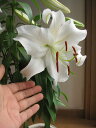 お誕生日ギフト5月より発送 母の日プレゼントにト2025年5月に開花ギフトカサブランカ鉢花贈り物カサブランカ鉢植え 鉢植の 贈り物 お届けの際カサブランカは蕾の...