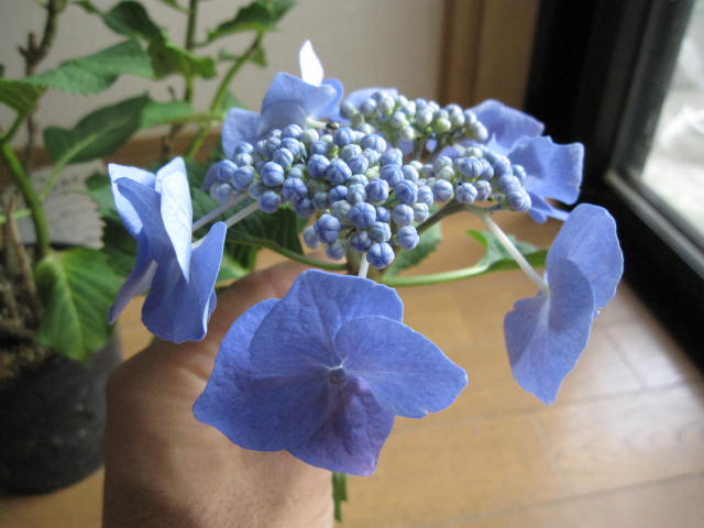 開花終了剪定後のお届けとなります。2023年5月開花紫陽花お誕生日プレゼントギフトアジサイ ブルースカイ　【アジサイ鉢植】