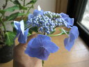 開花終了剪定後のお届けとなります。2023年5月開花紫陽花お誕生日プレゼントギフトアジサイ ブルースカイ 【アジサイ鉢植】