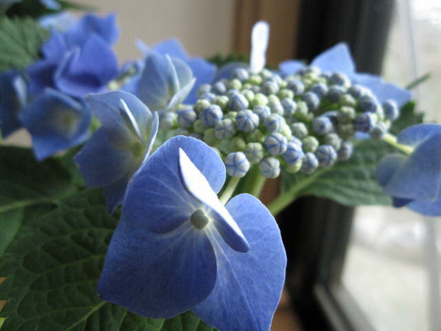 剪定した状態でのお届けとなります　2023年5月開花紫陽花アジサイ ブルースカイ【アジサイ】 【信楽鉢入り】