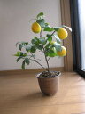 レモン鉢植え