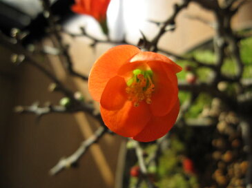 2020年開花予定桜盆栽 御殿場桜と【長寿梅】の【盆栽】【お祝いに盆栽】が最適 【楽ギフ_包装】【楽ギフ_メッセ】