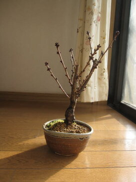 【さくらぼんさい】ベランダでもリビングでも春の四月頃にお花見しよう 御殿場桜 一重咲きの ピンクの花の 御殿場桜ちなみに海外でも BONSAI ボンサイと言います。 御殿場桜盆栽