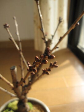 【さくらぼんさい】ベランダでもリビングでも春の四月頃にお花見しよう 御殿場桜 一重咲きの ピンクの花の 御殿場桜ちなみに海外でも BONSAI ボンサイと言います。 御殿場桜盆栽