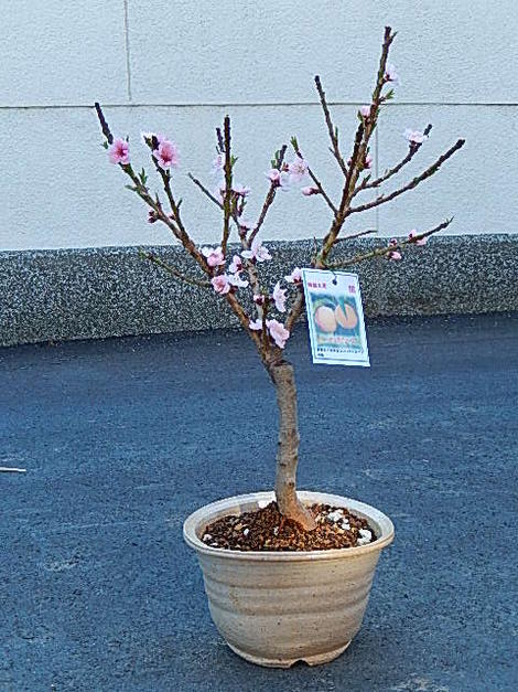 楽天市場】桃の木の通販 楽天市場】桃の木の通販