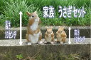 うさぎの置物 家族セット ラビットの置物