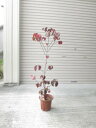 ハナミズキ苗開花花水木 アップルブロッサムハナミズキ ハナミズキ