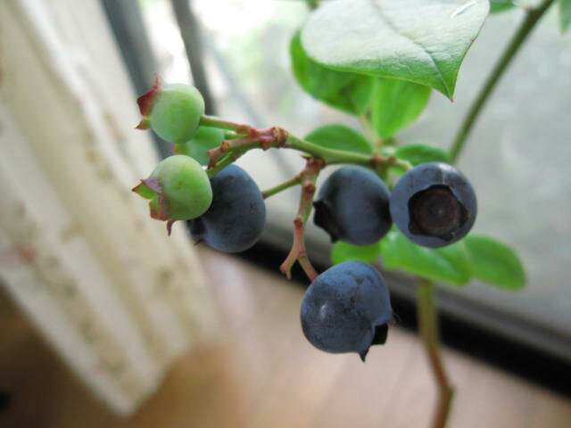 ���渵�ˡ��֥롼�٤�ȭ�����ڲ̼��ۡ�ȭ������ �ڥ֥롼�٥꡼����γ�������꡼�֥롼