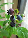 お中元に　ブルーべり鉢植え【果樹】【鉢植え】 【ブルーベリー】大粒　アーリーブルー