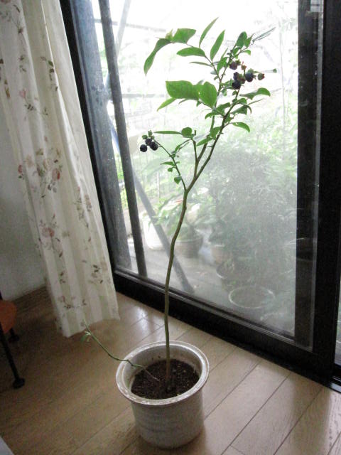 お中元に　ブルーべり鉢植え【果樹】【鉢植え】 【ブルーベリー】大粒　アーリーブ...