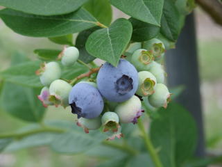 �֥롼�٥꡼�ڲ̼��ۡڥݥå��ġ� �ڥ֥롼�٥꡼��