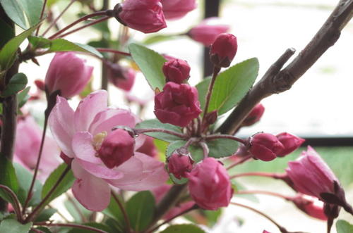 ハナカイドウ桜2019年4月中頃開花盆栽盆栽：花海棠桜　　ハナカイドウ桜盆栽2019年4月3週目頃開花の桜盆栽となります。