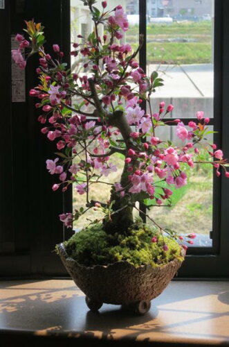 お祝いの贈り物にハナカイドウの　　花は4月初旬に咲きます 鉢花ギフ...