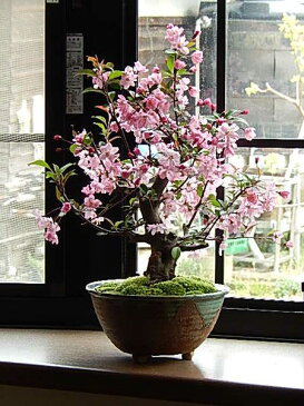 ハナカイドウ桜2019年4月中頃開花盆栽盆栽：花海棠桜　　ハナカイドウ桜盆栽2019年4月3週目頃開花の桜盆栽となります。