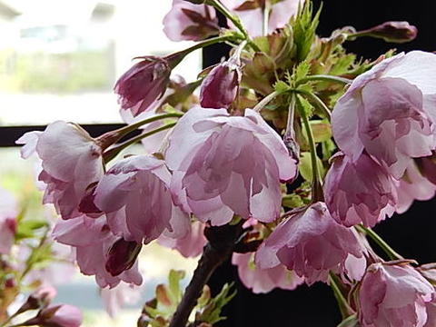 2024年4月中頃自宅でお花見を桜盆栽【鉢花】桜盆栽花が咲く　こんな感じで　開花します。盆栽桜盆栽信楽コップ付で　お花見で乾杯も楽しめます 　お届けは葉桜盆栽となります。