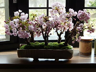 盆栽：桜並木桜盆栽お祝い桜盆栽信楽鉢入り送料無料