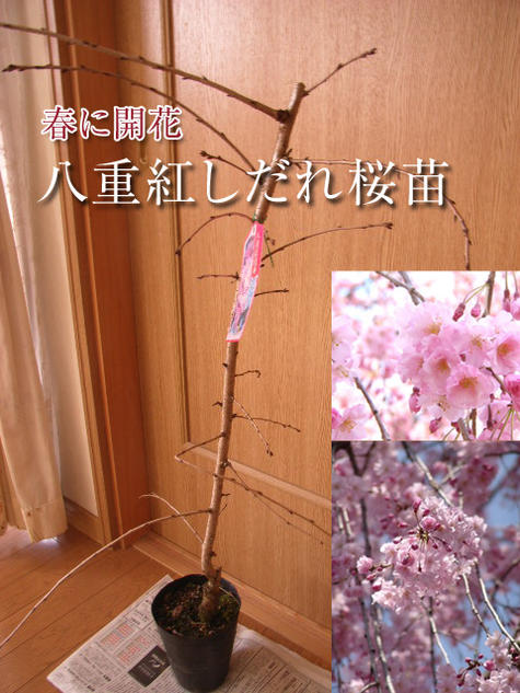 2024年しだれ桜苗【八重紅しだれ桜】ヤエベニサクラ苗木　【記念日】【お祝い】さくら苗木　八重紅しだれ桜　八重紅枝垂れ桜苗シダレザクラ