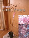 2024年しだれ桜苗【八重紅しだれ桜】ヤエベニサクラ苗木　【