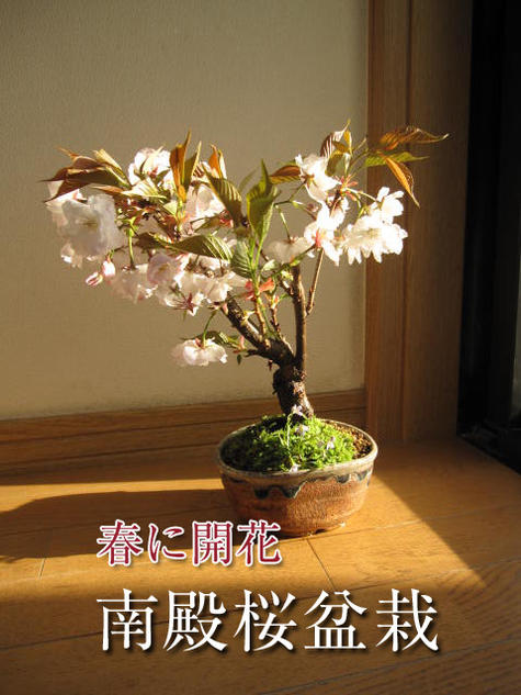 自宅でお花見さくら2024年4月開花予定八重桜「ピンクの八重