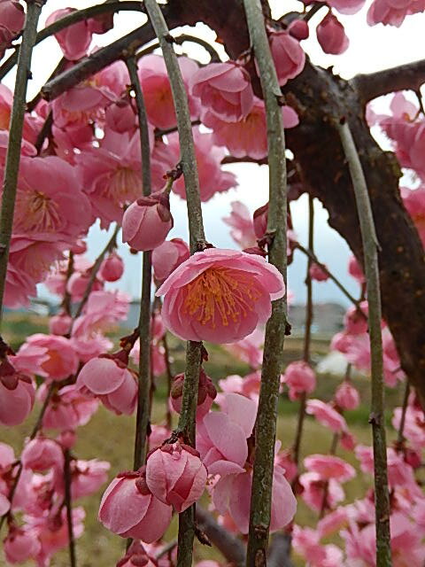 枝垂れ梅苗 特大 しだれ梅 大 枝垂れ梅 シダレ梅 庭木 花芽が 300芽以上あります 開花は ピンク 八重しだれ梅 園芸百貨店何でも揃うこぼんさい 園芸百貨店 何でも