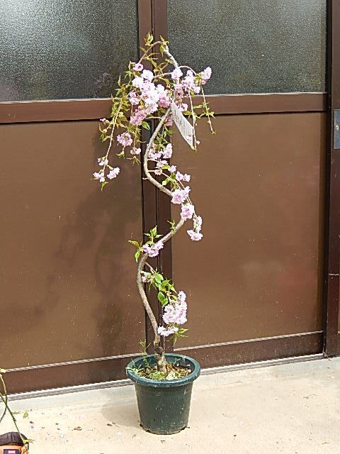 おすすめしだれ桜記念樹に桜【八重