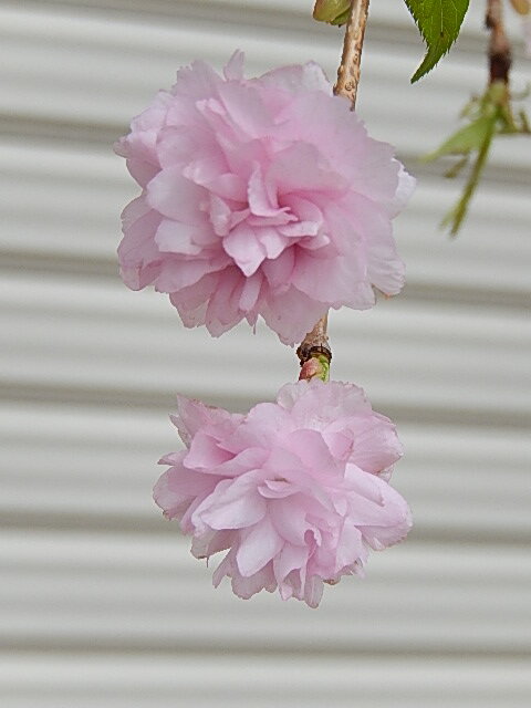 21年4月頃開花予定おすすめの 八重しだれ桜 記念日の植樹 お祝いに桜 風情のあるしだれ桜苗 シダレ桜 花の苗物 1 5m 大苗 自宅のシンボルツリーに 大きいしだれ桜おすすめの シダレ桜です サクラ大苗 園芸百貨店何でも揃うこぼんさい八重枝垂れ桜の大苗です