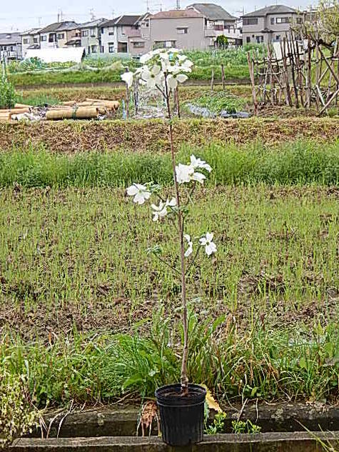 植樹にハナミズキ苗木2024年4月開花ハナミズキクラウドナイン記念の植樹に白い花水木シンボルツリー 【ハナミズキ 苗木】　ハナミズキ白花クラウドナイン苗ハナミズキ 植木