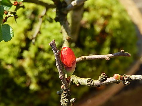 �ߺ�Ĺ�����󤻿����ߺϤ��ˤ����եȺ��󤻿����ߺ�