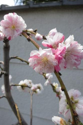 楽天市場 再入荷21年2月 雲竜しだれ桃 桃花 4月頃開花苗 雲竜 ハナモモ 源平桃 ゲンペイモモ 源平枝垂れ桃咲き分け枝垂れ桃 雲竜源平しだれ桃苗 桃 雲竜枝垂れ源平桃 花桃 21年2月より発送 園芸百貨店何でも揃うこぼんさい 楽天市場 再入荷21年2月 雲竜しだれ桃 桃花 4月頃開花苗 雲竜 ハナモモ 源平桃 ゲンペイモモ 源平枝垂れ桃咲き分け枝垂れ桃 雲竜源平しだれ桃苗 桃 雲竜枝垂れ源平桃 花桃 21年2月より発送 園芸百貨店何でも揃うこぼんさい