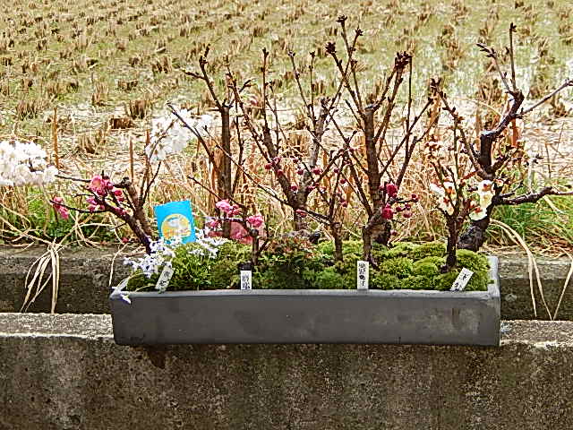さくら　桜並木盆栽【2024年4月頃開花予定】自宅でお花見を